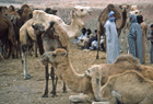 Morocco 101271.jpg